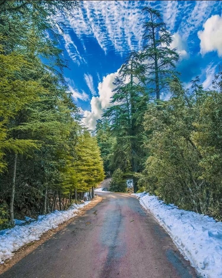 Snowy cedar road in the Atlas mountains during winter